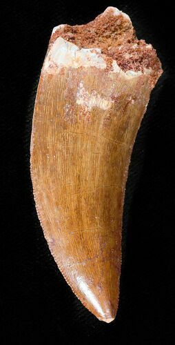 Carcharodontosaurus Tooth - Serrations #46983